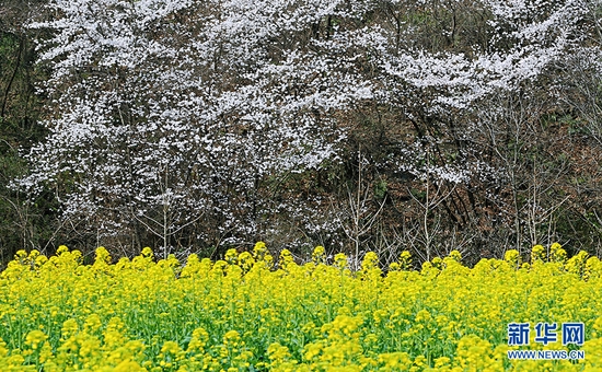 湖北省荆门市东宝区栗溪镇大山深处野樱桃花盛开，红白相间，云蒸霞蔚绵延数公里。新华网发 朱俊波摄