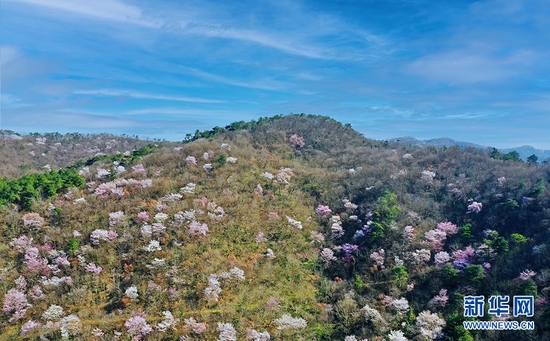 湖北省荆门市东宝区栗溪镇大山深处野樱桃花盛开，红白相间，云蒸霞蔚绵延数公里。新华网发 朱俊波摄