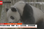 大熊貓倩倩下落不明？倩倩:我在栗子坪過(guò)得很好
