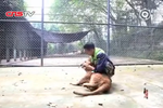 暖！獅子見(jiàn)到幼時(shí)救助自己的飼養(yǎng)員秒變大貓