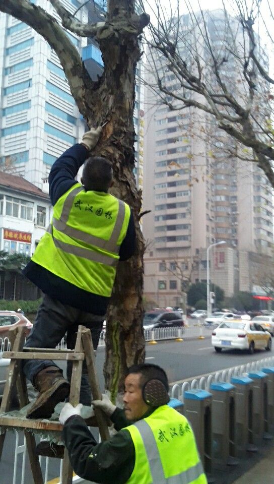 武昌园丁城管为树木治病