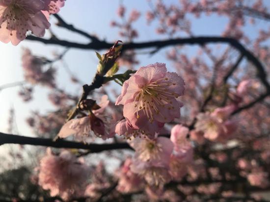 东湖樱园樱花