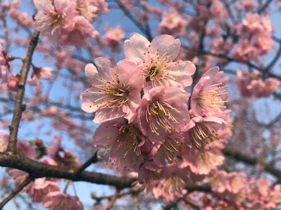 东湖樱园樱花