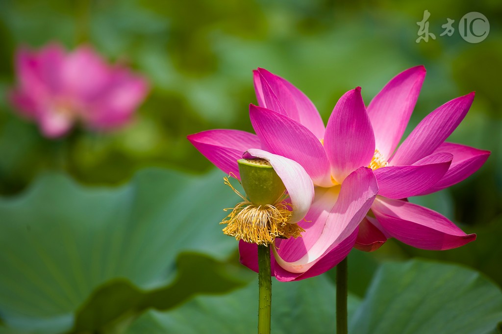  Want to relieve the heat? Lotus is the treasure of summer