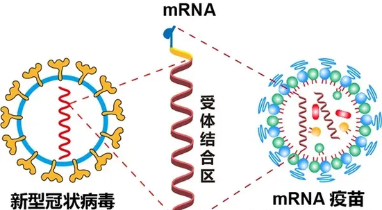 图：新冠mRNA疫苗示意图