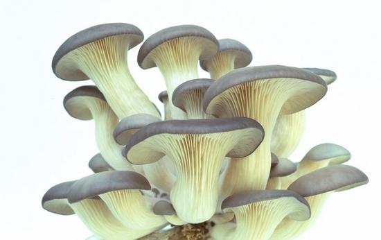一种菌菇含抗癌物质 这样吃最佳