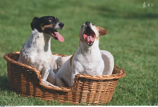 为什么打哈欠会传染