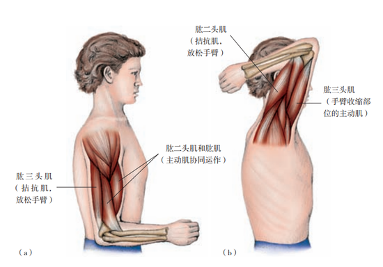 图 2.2　（a）紧绷的拮抗肌会导致主动肌运作得更费力；（b）主动肌和拮抗肌的正常互动