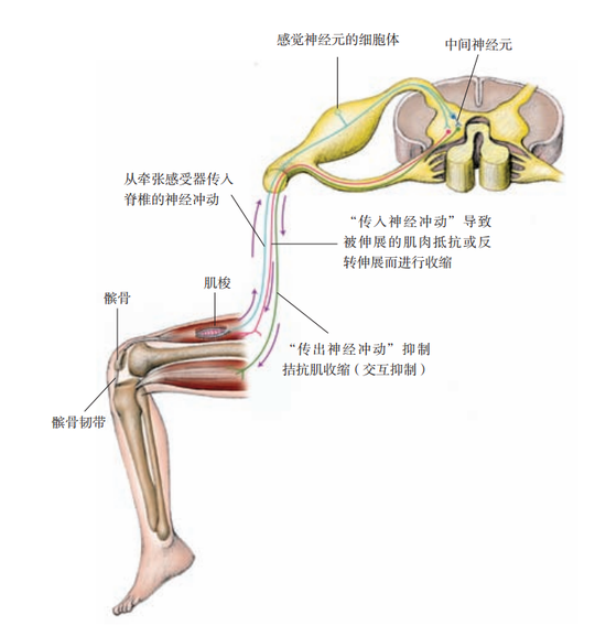 图 2.10　牵张反射弧