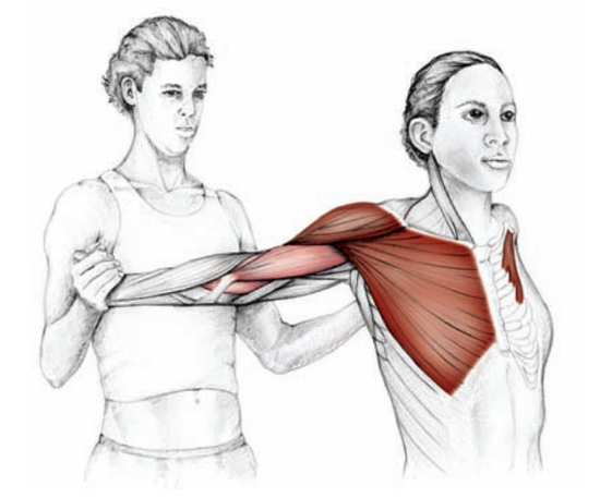 拉筋伸展操的分类|肌肉|拉筋_新浪健康_新浪网