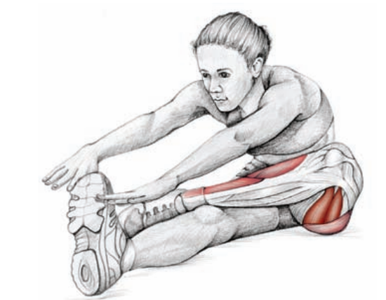图 2.9　单一肌群主动伸展的一个动作，只要停留 1 至 2 秒钟，就能放松肌肉