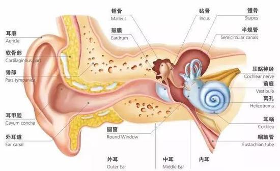 （耳的解剖图，图片来自网络）