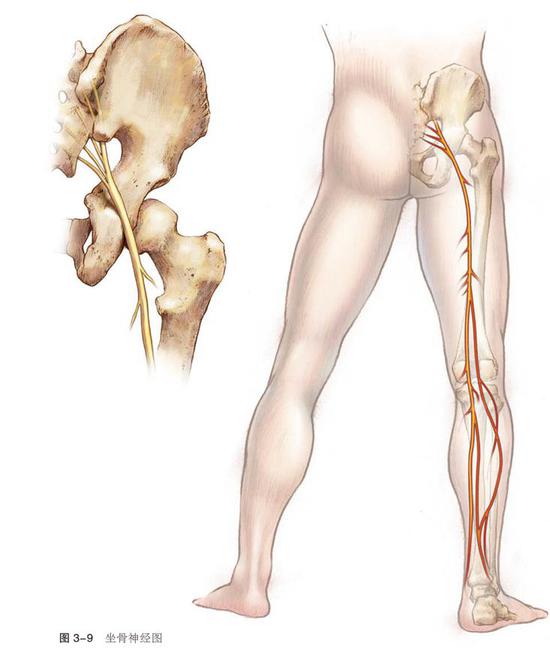 “坐骨神经图”——图片来自《核心基础运动》