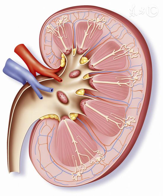 养肾的4大误区,90%的人全中招!|补肾|阳痿_新浪健康_新浪网