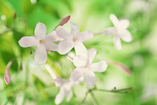 這九種花 泡茶做菜都養生