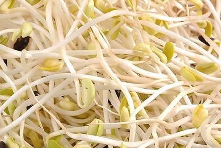 豆芽富含维生素C 建议充分煮熟了吃