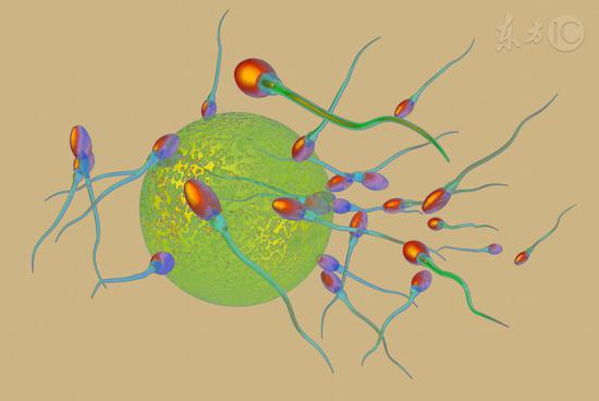 30年间男性精子数少了3/4