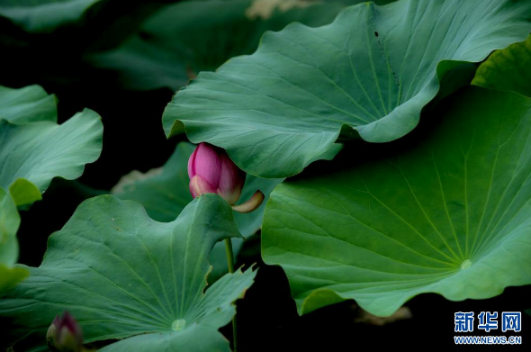 98a5-iakuryx6031169.png