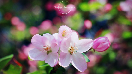 峨眉山寺院里的春天