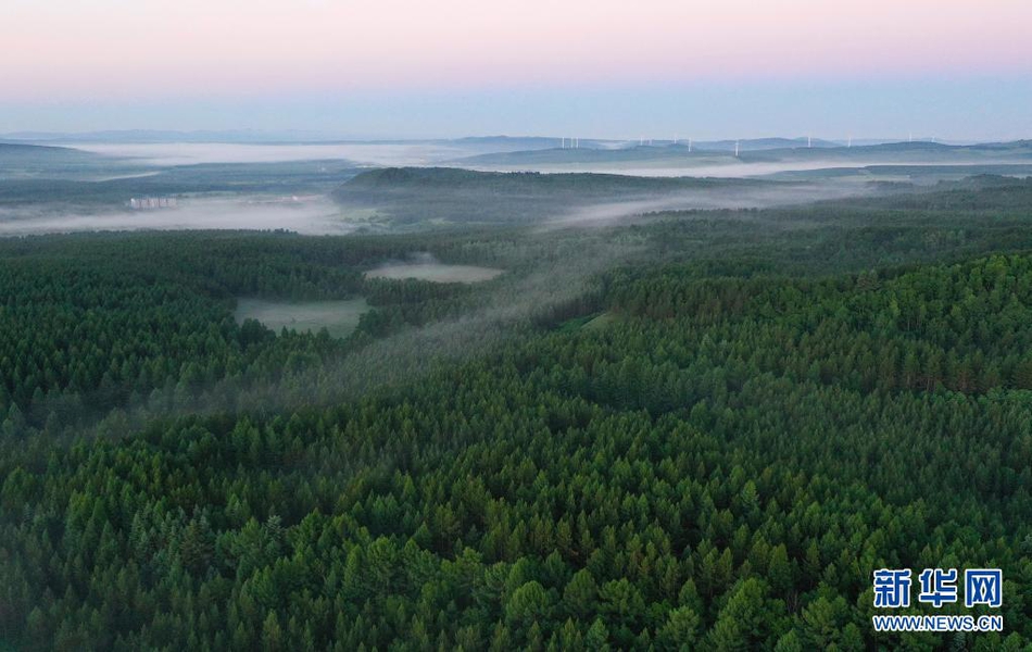 塞罕坝林海晨景