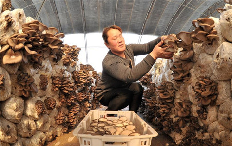 东光特色种植开拓富民路