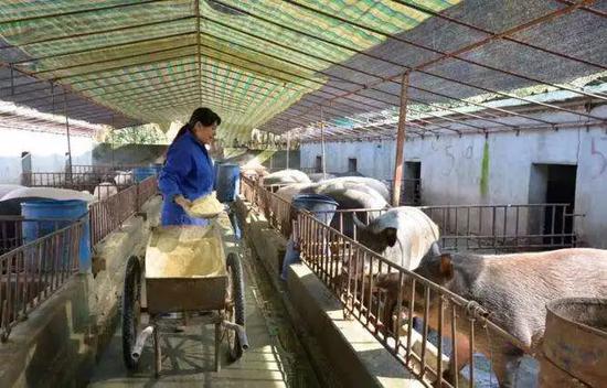 中小型规模化猪、牛养殖场粪污综合利用技术榜单