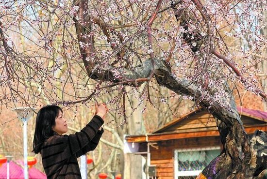 3月的石家庄 充满希望的春天