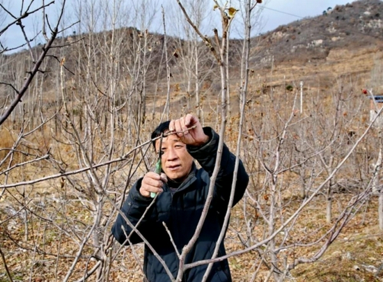  村民在为果树冬剪。