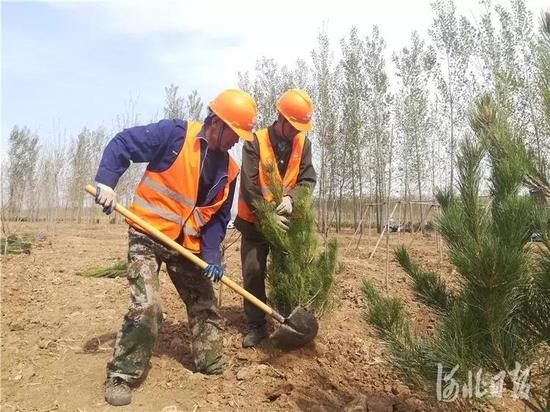 雄安新区10万亩苗景兼用林工程植树现场。原付川摄
