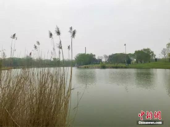 白洋淀景区。中新网发
