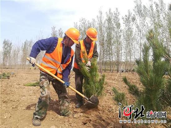 图为雄安新区10万亩苗景兼用林工程植树现场。(资料片)