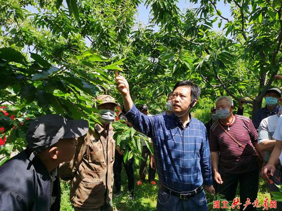 板栗专家王广鹏讲解板栗夏季管理知识。贾云霞 摄