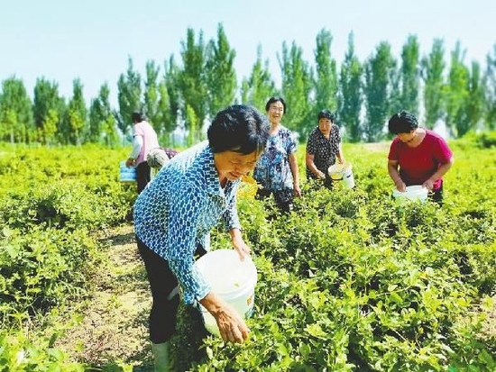 土地“活”起来产业“兴”起来村民“笑”起来