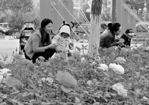 石家庄市2012年gdp_治污下的石家庄药企兴衰停产或影响GDP(2)