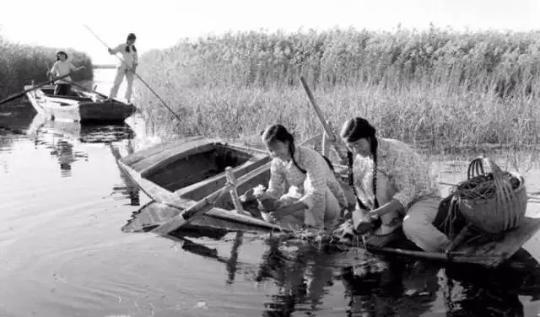 1961年10月,白洋淀圈头公社的女社员正在采菱角和鸡头米。