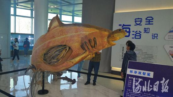 怀孕双髻鲨标本展示。
