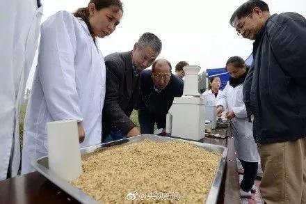 河北省硅谷农科院超级杂交稻示范基地