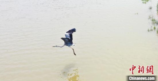 鸟儿在南宫湖湿地公园飞翔。　田威　摄