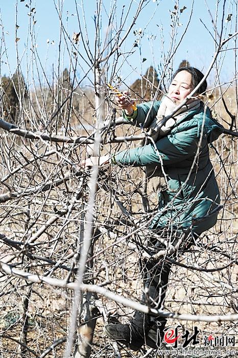 春节前,郭素萍在邢台前南峪给当地果农做苹果冬季修剪示范。郭素萍供图