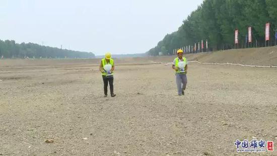 6月25日,唐河污水库工作人员正在进行现场播种。记者马梦迪摄