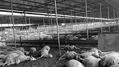 张震虎家的540只羊离奇死亡