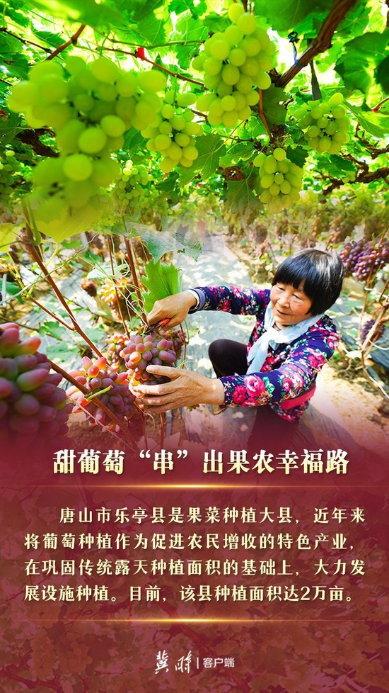 乡村振兴连环画 | 瓜果飘香 河北各地“甜蜜经济”助增收_新浪河北_新浪网