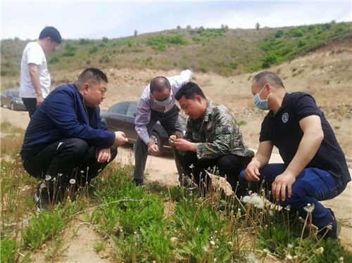 图说:驻村工作队查看蒲公英长势 供图/中共河北省委组织部驻涞源县斜山村工作队