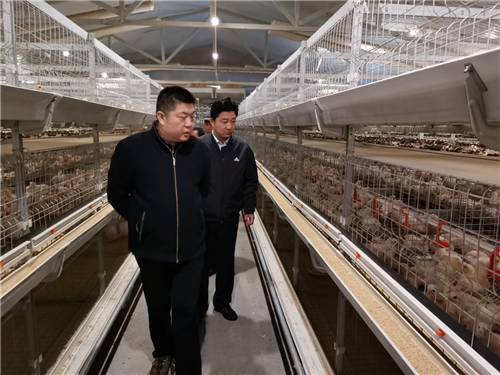 图说:驻村工作队查看肉鸡养殖情况 供图/中共河北省委组织部驻涞源县斜山村工作队