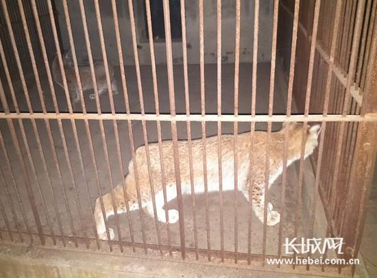 石家庄动物园引进的德国猞猁。