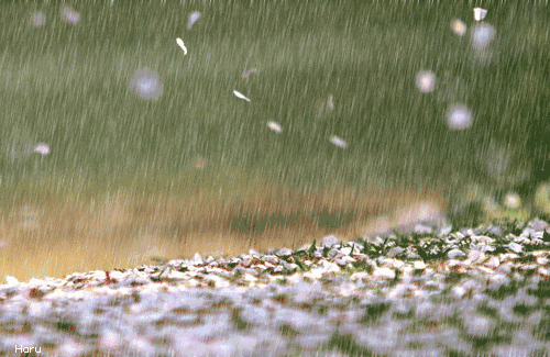 明天河北10市雨!雨!雨!
