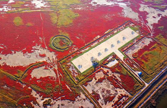天津北大港国际重要湿地(国家林业和草原局供图)