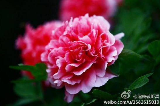 西柏坡牡丹花开雍容华贵 新浪微博:@追庚敬距离W
