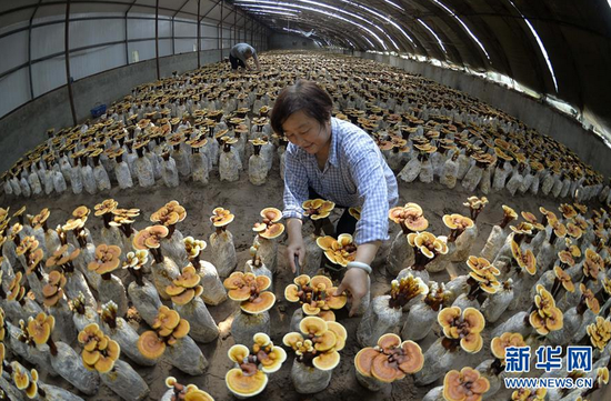 6月20日,广宗县大柏社村农民在温室大棚对灵芝进行日常管理。