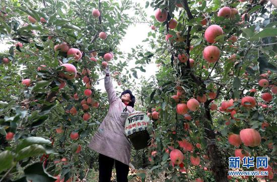 在石家庄市井陉县孙庄乡洛阳村苹果园内，农户在采摘苹果（10月20日摄）。新华社发（梁子栋 摄）